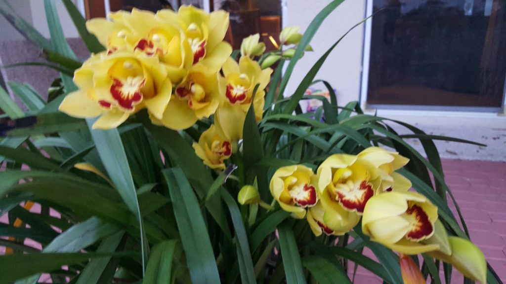yellow symbidium orchid