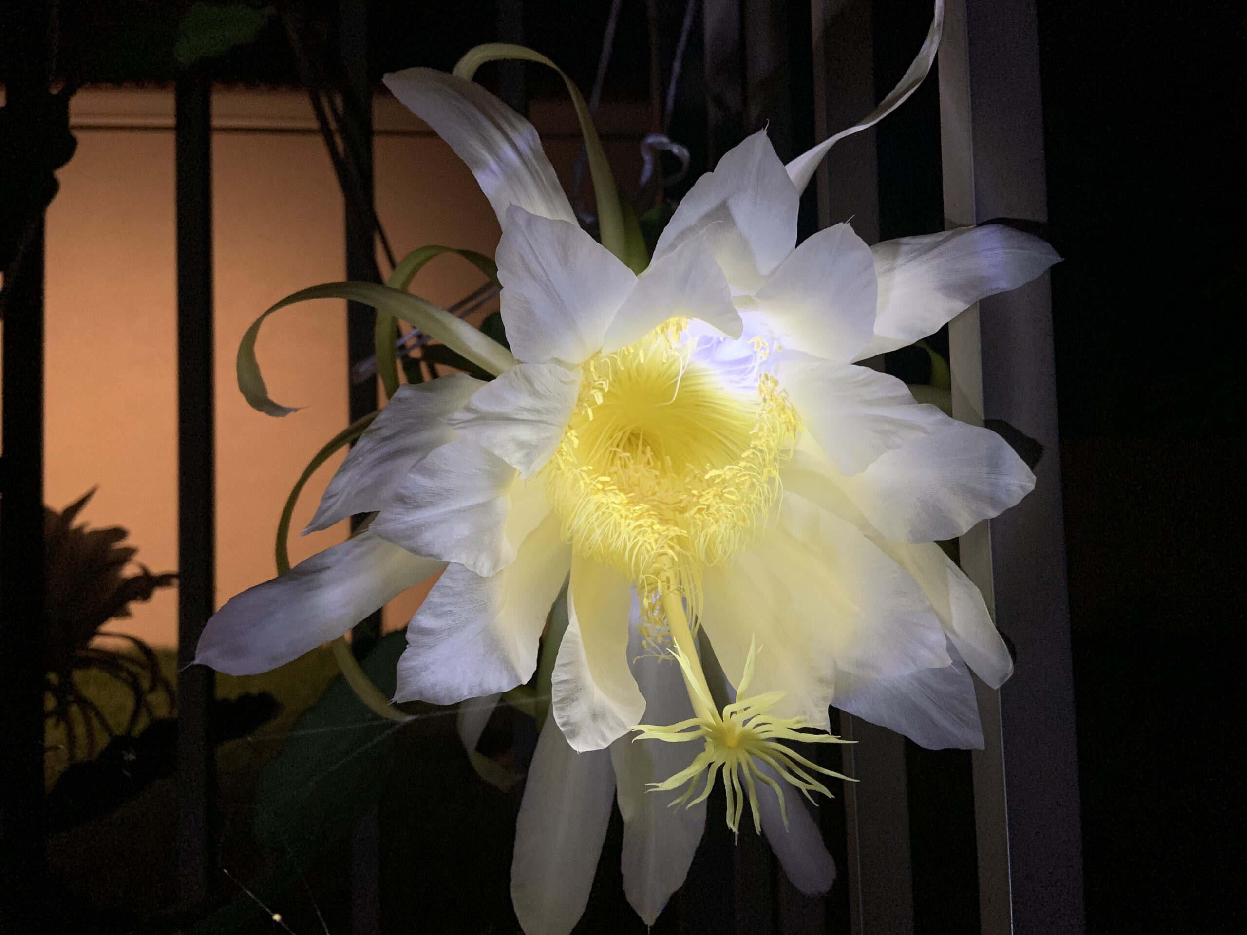 Queen of the Night - White