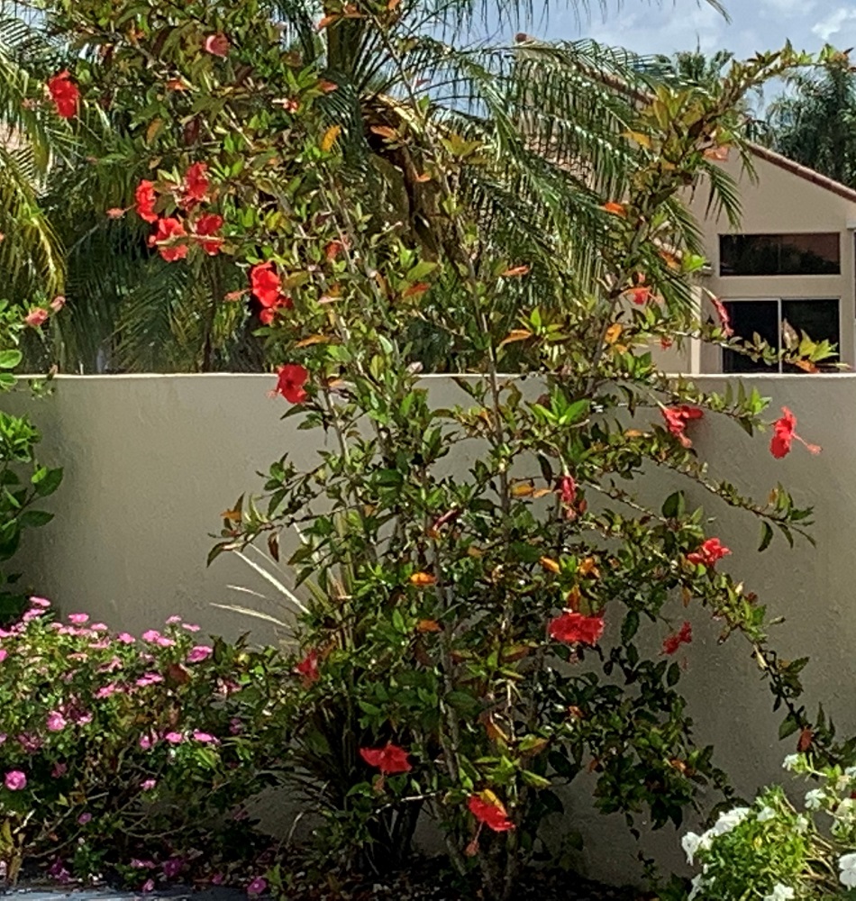 Variegated red Hibiscus rosa-sinensis